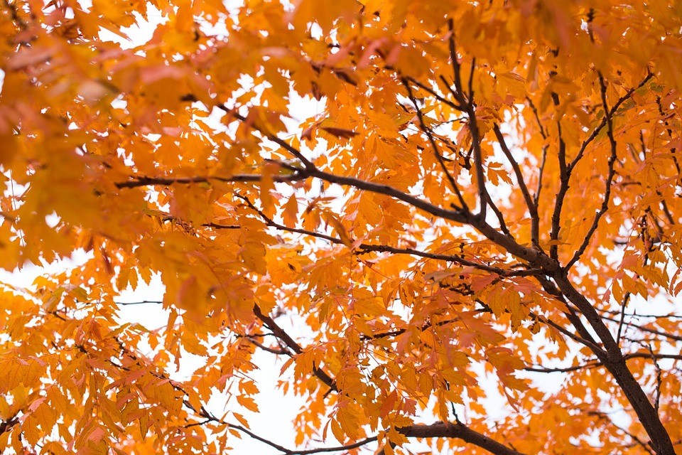 fall.jpg